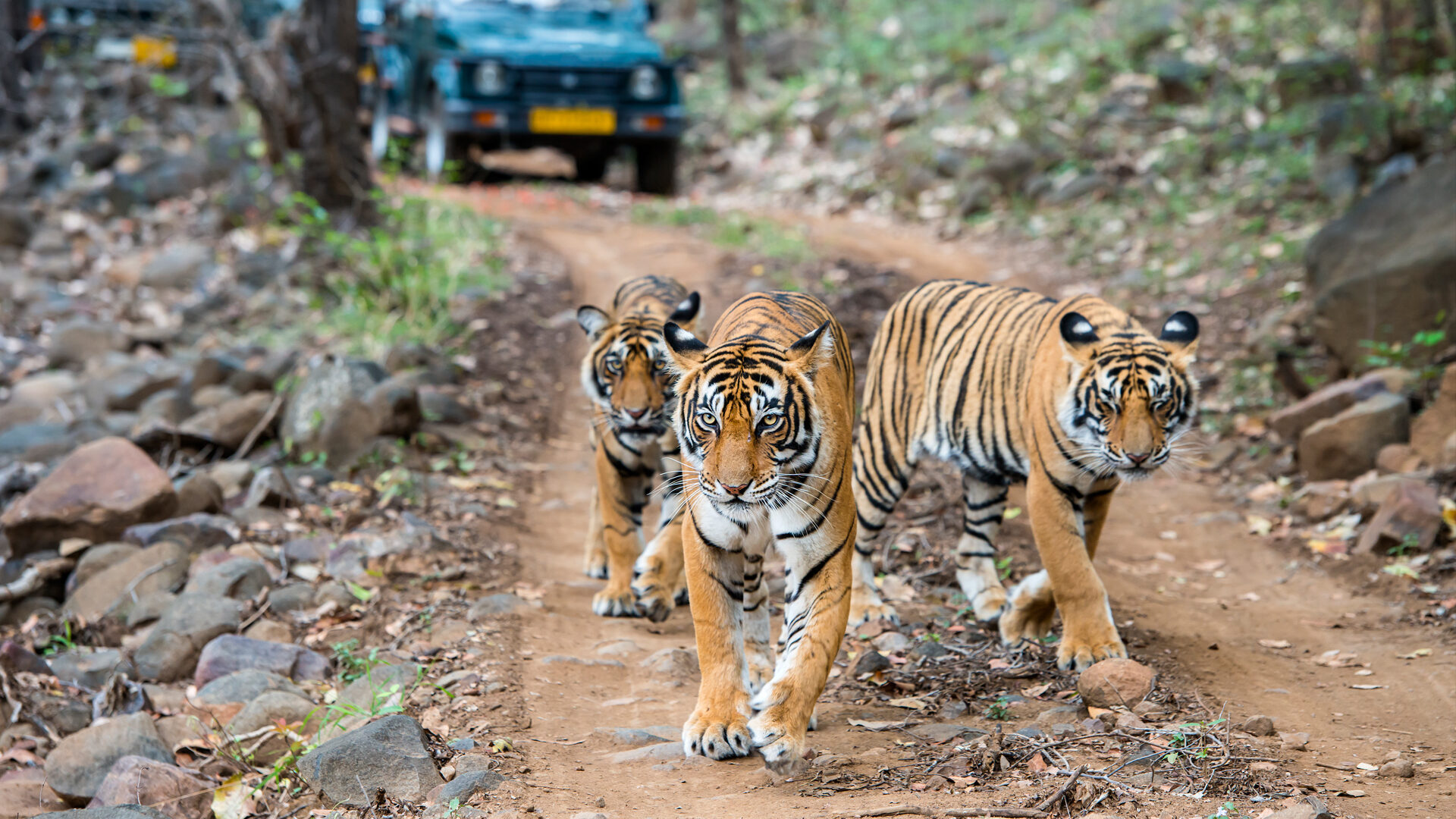 Indian Wildlife with Game Drive